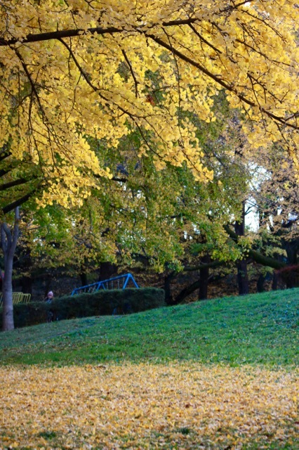 【保土ヶ谷公園】_f0348831_21370002.jpg