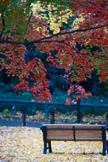 【保土ヶ谷公園】_f0348831_21371145.jpg
