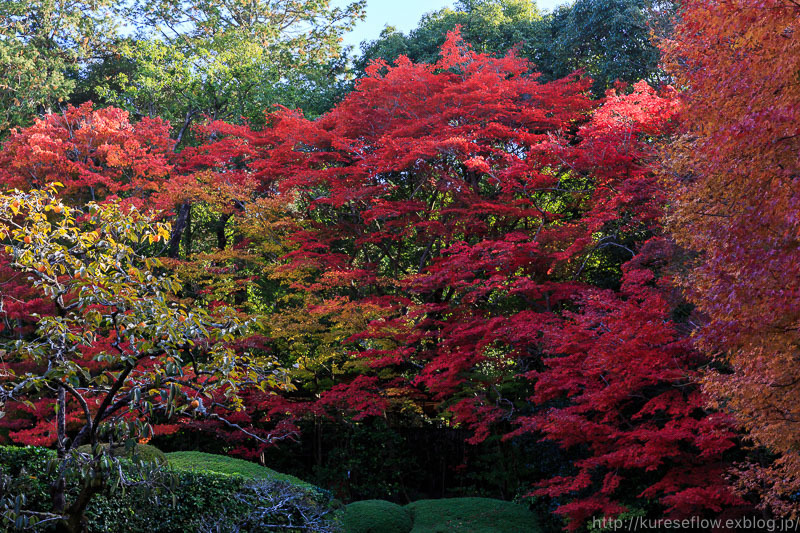 紅葉の京都　詩仙堂_b0325840_20152828.jpg