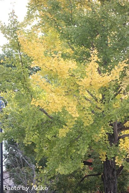 e0170441_09352775.jpg