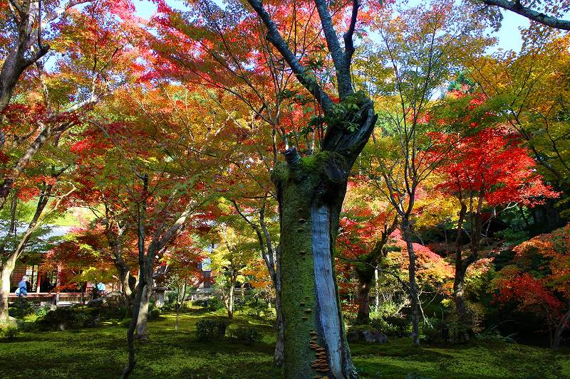 江戸時代創建の紅葉が見事な『圓光寺』20161112_e0237645_14565448.jpg