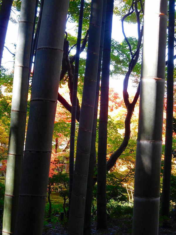 江戸時代創建の紅葉が見事な『圓光寺』20161112_e0237645_14582960.jpg