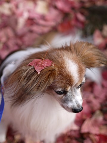 生徒犬と看板犬の楽し～い１日♪　～紅葉狩りデート編～_e0100046_1463861.jpg