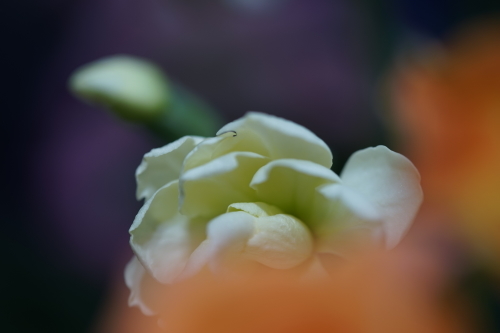 d0353447_21462036.jpg