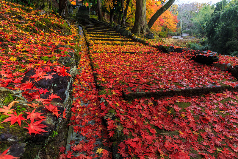 京都の紅葉2016 散り紅葉が彩る境内（積善寺）_f0155048_21174982.jpg