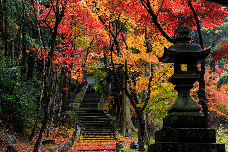 京都の紅葉2016 散り紅葉が彩る境内（積善寺）_f0155048_2118943.jpg