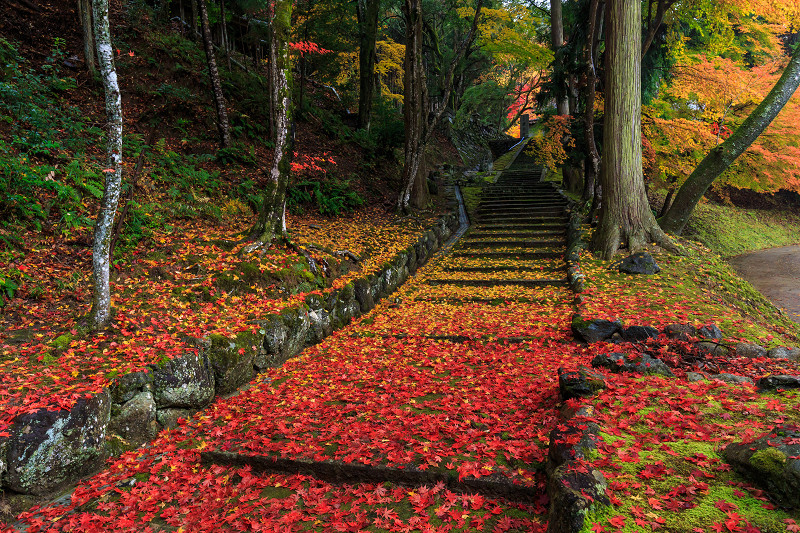 京都の紅葉2016 散り紅葉が彩る境内（積善寺）_f0155048_21213588.jpg