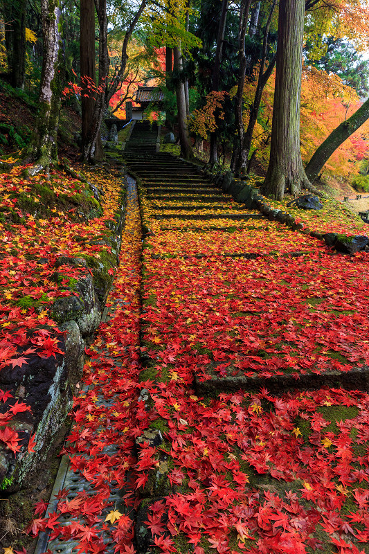 京都の紅葉2016 散り紅葉が彩る境内（積善寺）_f0155048_21215515.jpg