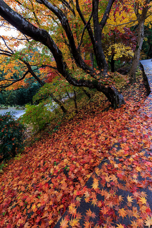 京都の紅葉2016 散り紅葉が彩る境内（積善寺）_f0155048_21263467.jpg