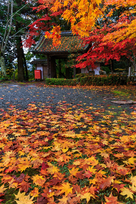 京都の紅葉2016 散り紅葉が彩る境内（積善寺）_f0155048_2126659.jpg