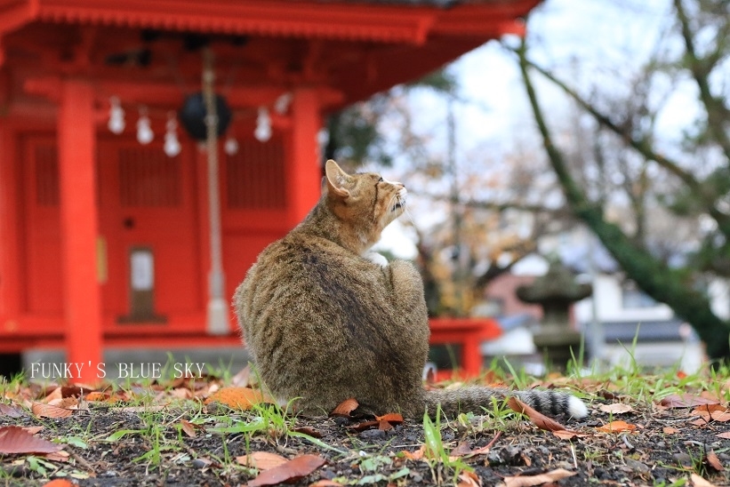 お寺にゃんこ　（「モデルお願いしま～す！」）_c0145250_15054153.jpg