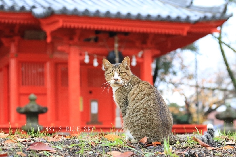 お寺にゃんこ　（「モデルお願いしま～す！」）_c0145250_15054584.jpg