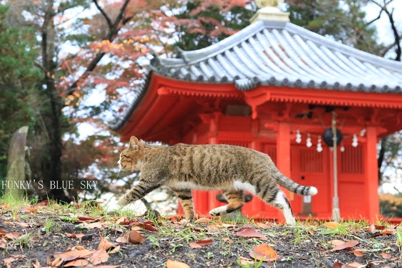 お寺にゃんこ　（「モデルお願いしま～す！」）_c0145250_15054805.jpg