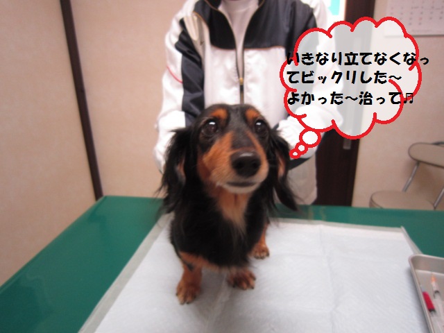 【急にキャンっと鳴いて後肢が立てなくなった犬】_b0059154_1452574.jpg