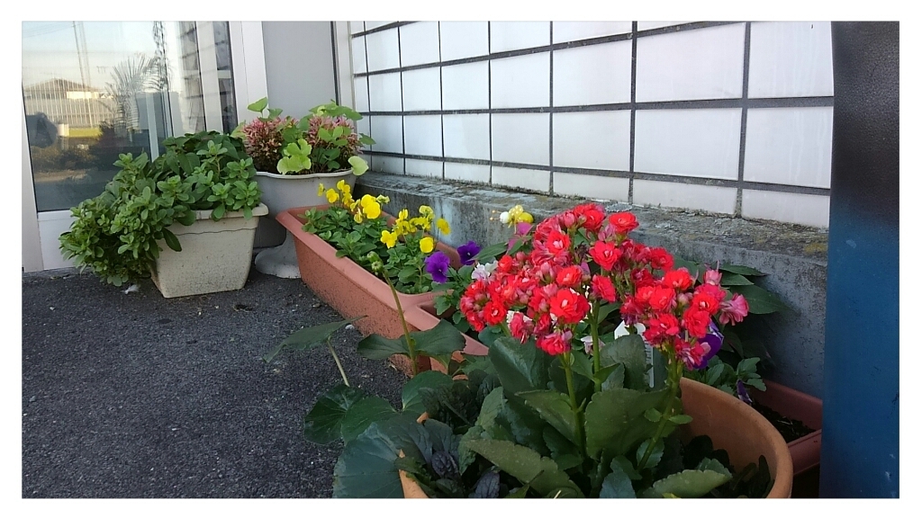 患者さまから_c0357454_09212778.jpg