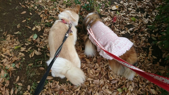 本日のジョアたん_f0046854_22293969.jpg