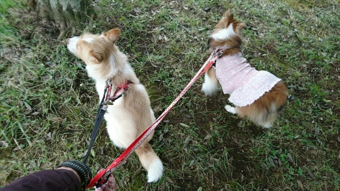 本日のジョアたん_f0046854_22294513.jpg