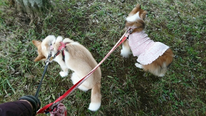 本日のジョアたん_f0046854_22295041.jpg