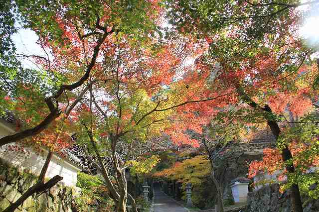 １１月１２日　　世羅町　今高野山の紅葉_f0340155_10395947.jpg