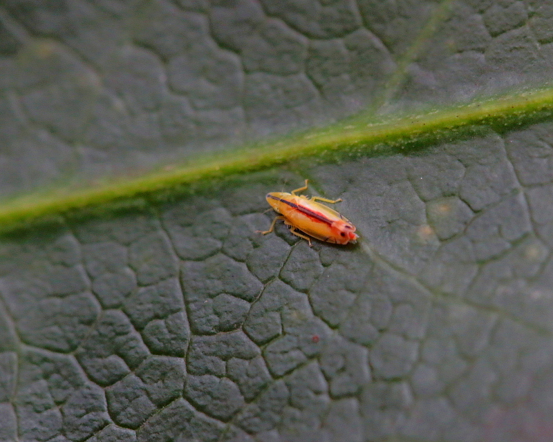 ヤツデの花と その葉裏にいた虫 11月26日 撮影 星の小父さまフォトつづり