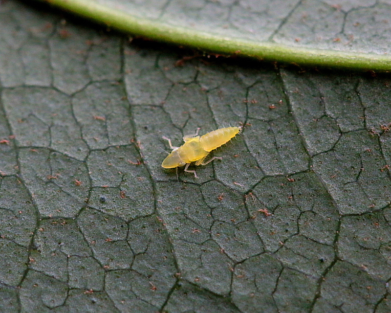 ヤツデの花と その葉裏にいた虫 11月26日 撮影 星の小父さまフォトつづり