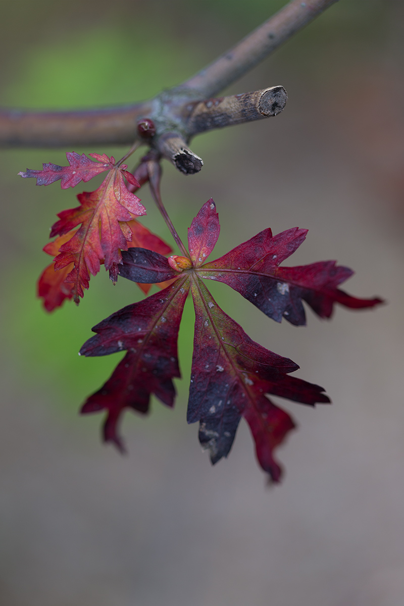 我が家の紅葉_a0261169_21422835.jpg