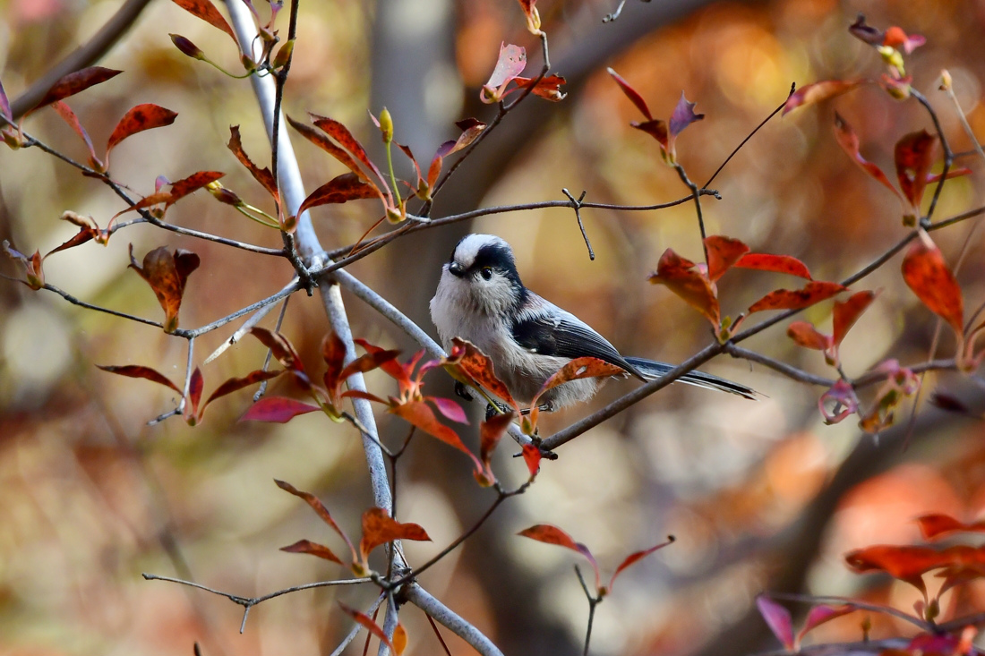 紅葉と黄葉の中で、エナガとメジロ_f0053272_20404758.jpg