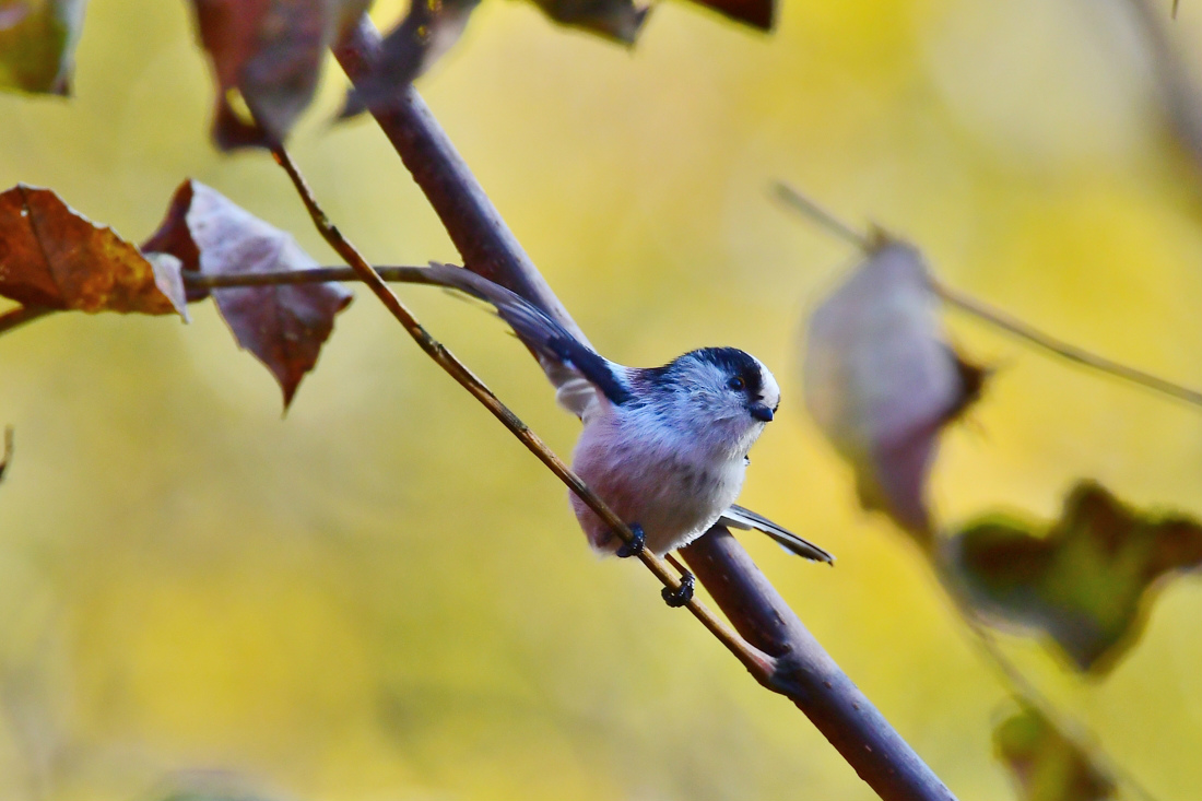 紅葉と黄葉の中で、エナガとメジロ_f0053272_2041122.jpg