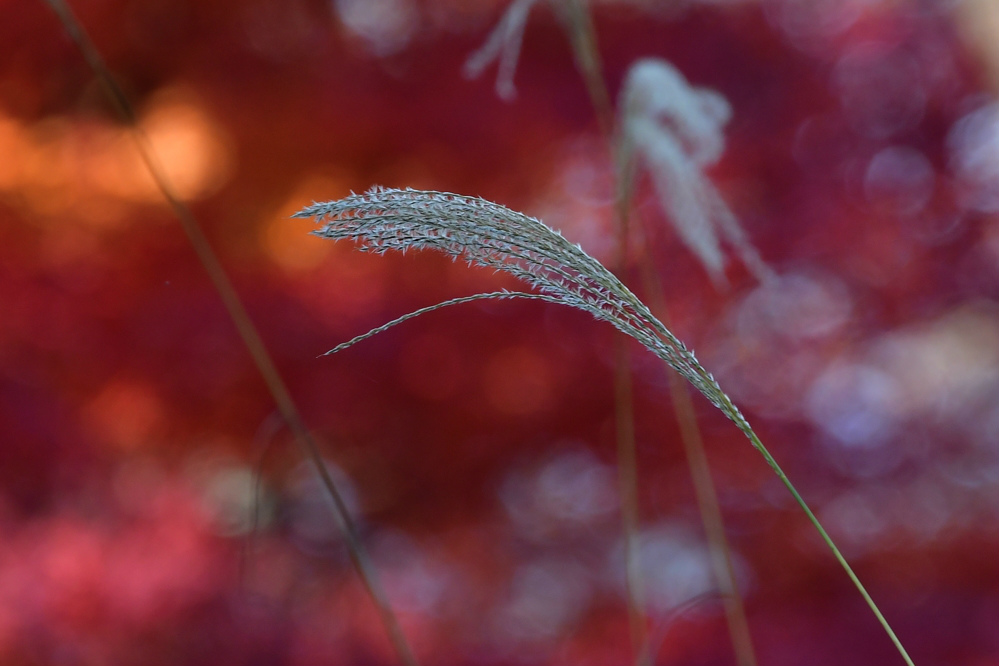 紅葉と黄葉の中で、エナガとメジロ_f0053272_20434284.jpg