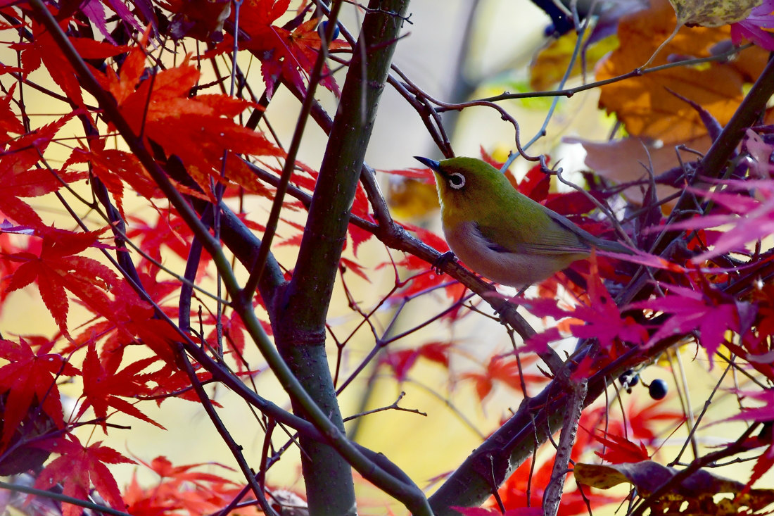 紅葉と黄葉の中で、エナガとメジロ_f0053272_2045874.jpg