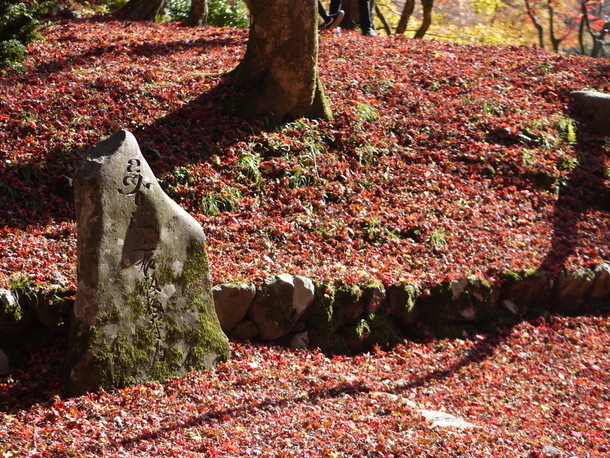 鶏足寺の紅葉～赤い参道～_b0358575_13075883.jpg