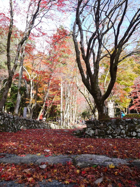 鶏足寺の紅葉～赤い参道～_b0358575_13132654.jpg