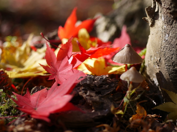 鶏足寺の紅葉～赤い参道～_b0358575_13202579.jpg