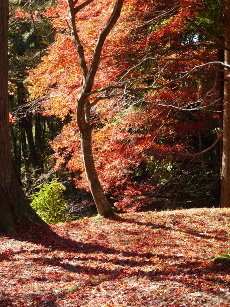 鶏足寺の紅葉～赤い参道～_b0358575_13224904.jpg