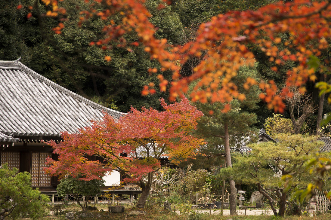 浄瑠璃寺の紅葉　2_a0301676_12184095.jpg