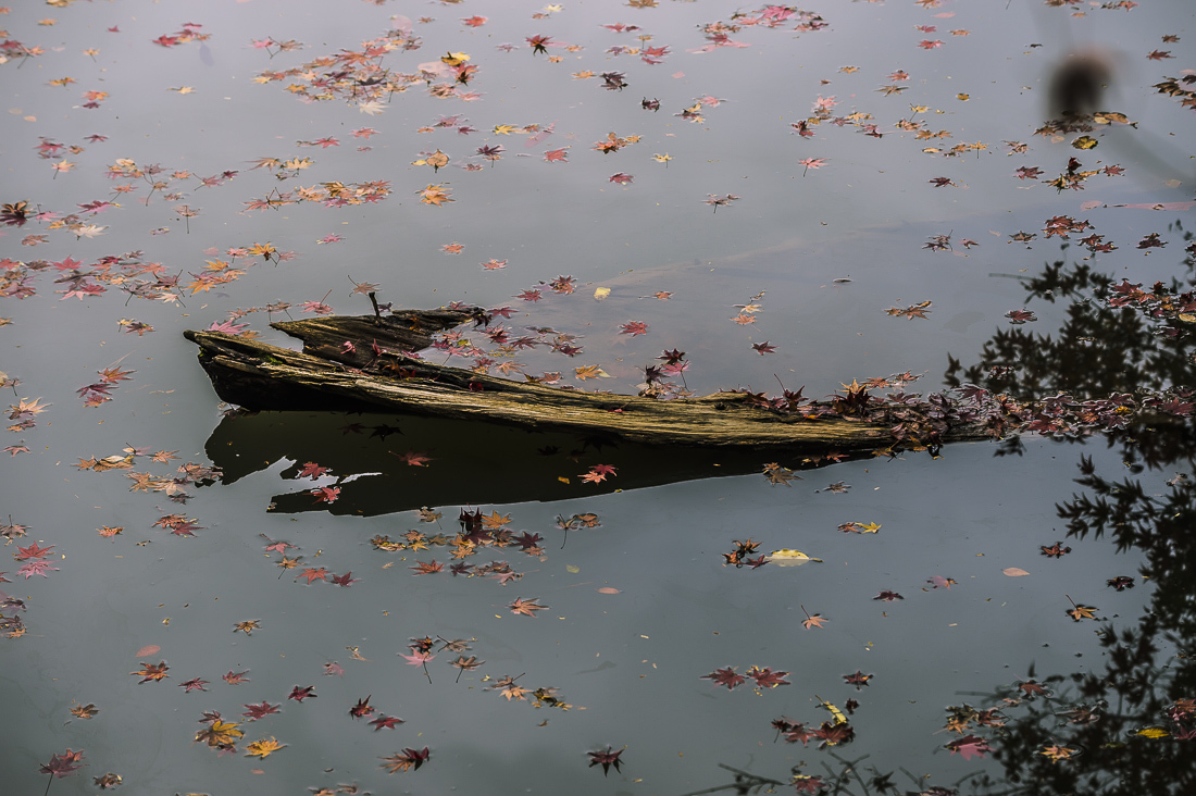 浄瑠璃寺の紅葉　2_a0301676_12185183.jpg