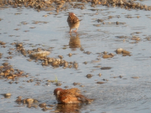 猫楠舎の鳥たち_f0054677_08105628.jpg