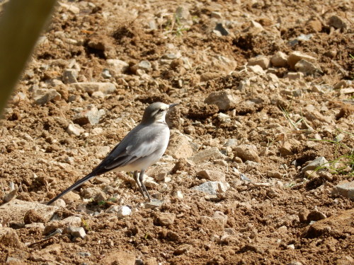 猫楠舎の鳥たち_f0054677_08122281.jpg