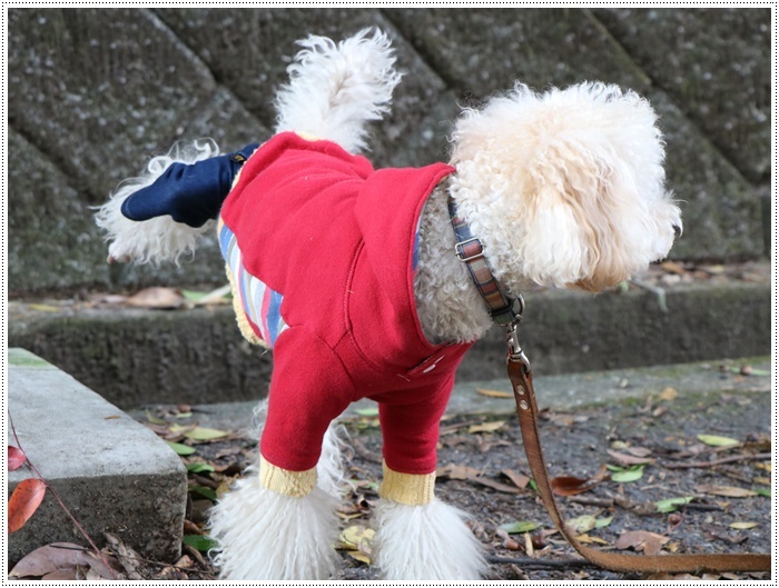 この季節、一度は歩きたいね、高尾山自然公園 その1 北幹線にて_b0175688_15514673.jpg