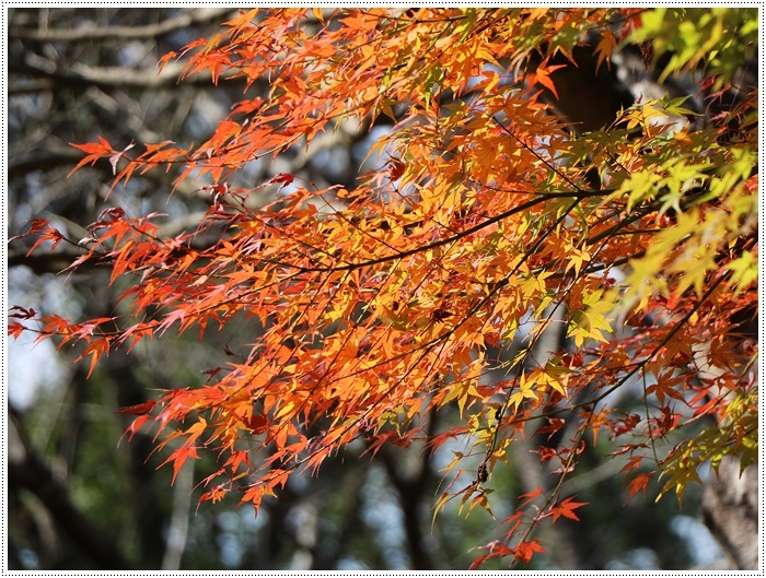 この季節、一度は歩きたいね、高尾山自然公園 その1 北幹線にて_b0175688_15520148.jpg