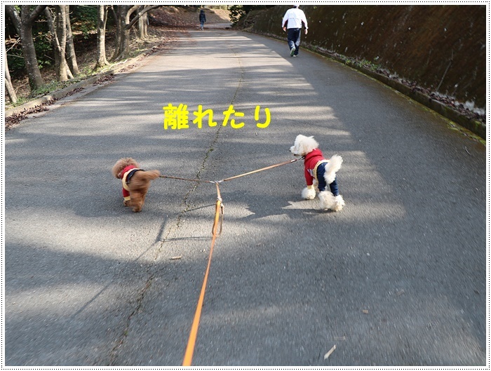 この季節、一度は歩きたいね、高尾山自然公園 その1 北幹線にて_b0175688_15520366.jpg