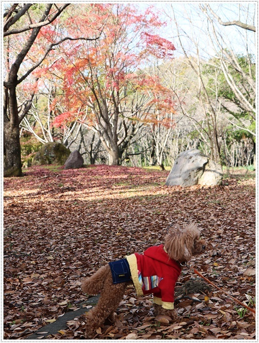 この季節、一度は歩きたいね、高尾山自然公園 その1 北幹線にて_b0175688_15520389.jpg