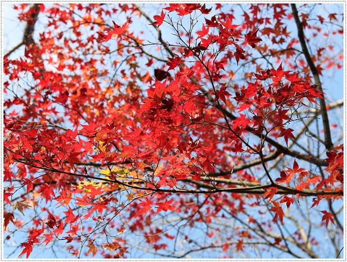 この季節、一度は歩きたいね高尾山自然公園 その2 残り少ない紅葉をバックに_b0175688_20002425.jpg