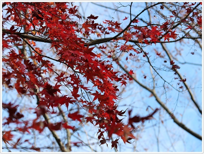 この季節、一度は歩きたいね高尾山自然公園 その2 残り少ない紅葉をバックに_b0175688_20002444.jpg