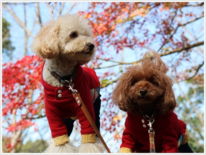 この季節、一度は歩きたいね高尾山自然公園 その2 残り少ない紅葉をバックに_b0175688_20022893.jpg