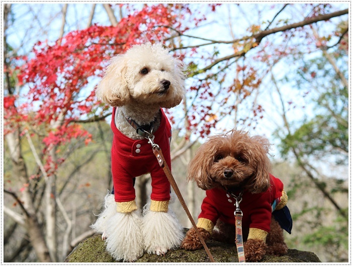 この季節、一度は歩きたいね高尾山自然公園 その2 残り少ない紅葉をバックに_b0175688_20023037.jpg