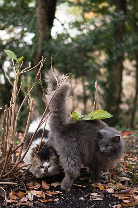 落葉の季節の桜猫たち_d0353489_18253313.jpg