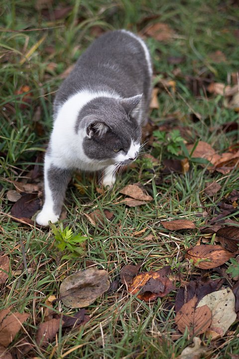 落葉の季節の桜猫たち_d0353489_1826121.jpg