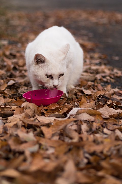 落葉の季節の桜猫たち_d0353489_1827175.jpg
