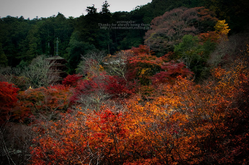 yamatoji-fall***_d0145990_00524371.jpg